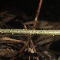 Calamus pachystemonus Thwaites